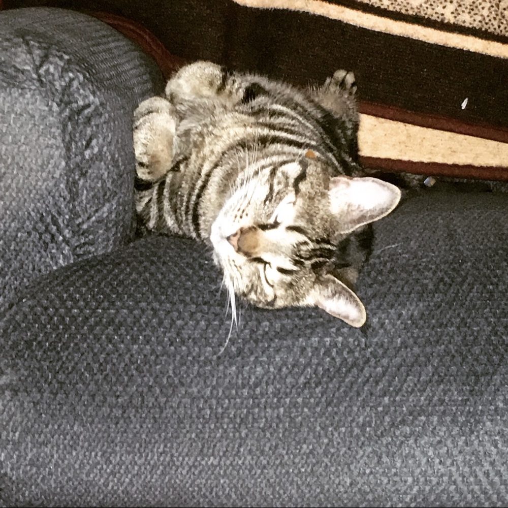 Meet your Posher, Amy